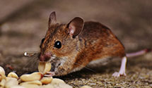 opossum-control Experts in Gregory